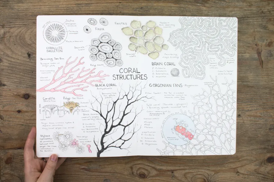 Sketchbook page on coral hands by Meredith Woolnough