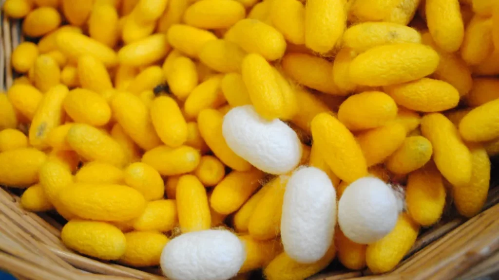 Silk Cocoons